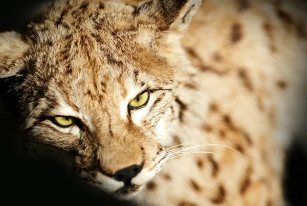 Wild Lynx Taxidermy — Stock Photo, Image