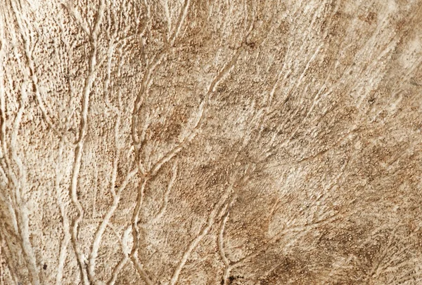 사슴 뿔 매크로 — 스톡 사진