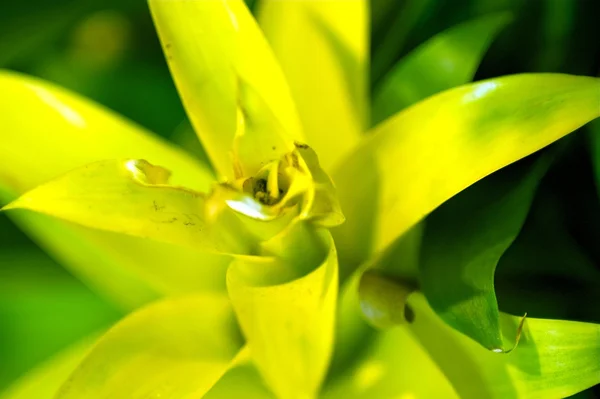 Planta tópica — Fotografia de Stock