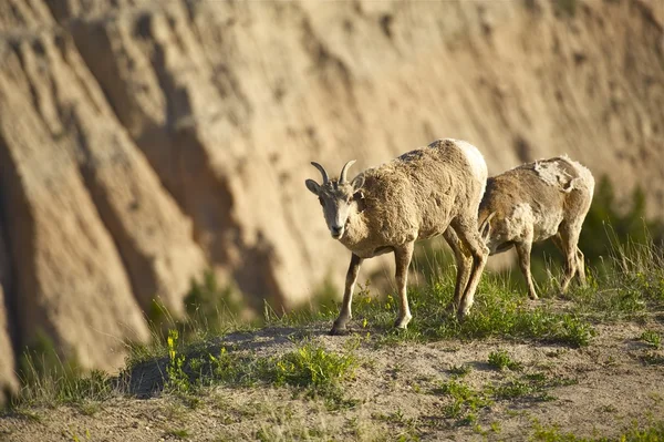 Badlands koyun — Stok fotoğraf