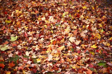 Sonbahar sezonu arka plan