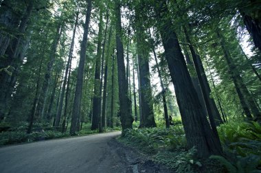 Redwood Ormancılık
