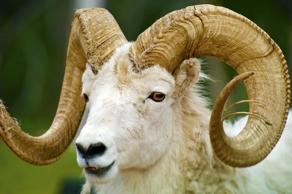 Dall Sheep Closeup — Stock Photo, Image