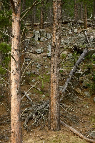 Colinas negras floresta — Fotografia de Stock