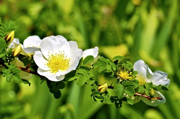 Closeup de ramo de flor — Fotografia de Stock