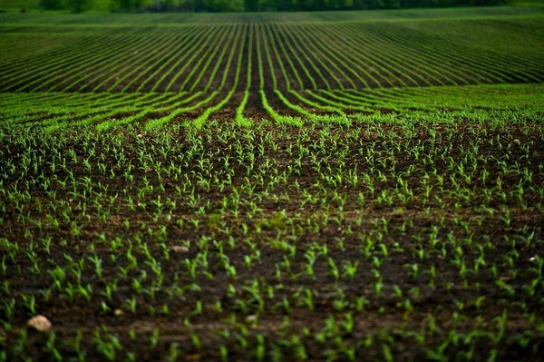Corn Fields — Stock Photo, Image