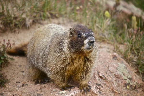 Pfeifschwein - Murmeltier — Stockfoto