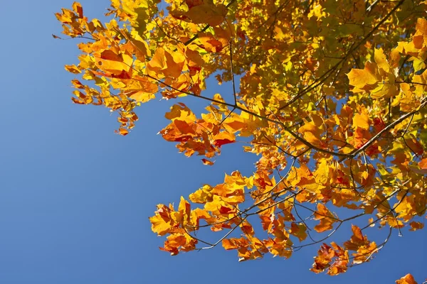 Golden Fall Branches — Fotografie, imagine de stoc