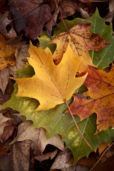 Maple Leaves — Stock Photo, Image