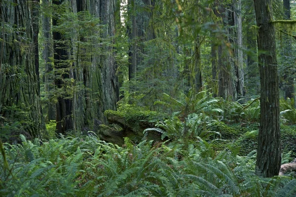 Redwood erdőben Kaliforniában — Stock Fotó