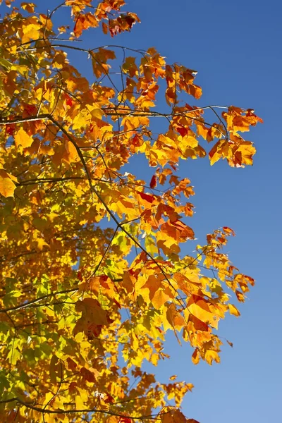オレンジ色の秋の枝 — ストック写真