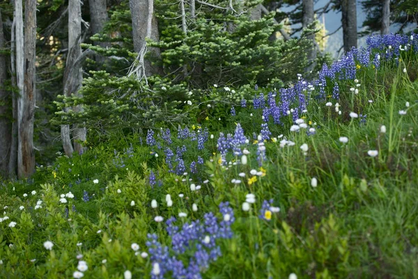 Northwest Wildflowers — Stock Photo, Image