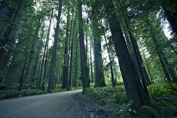 Redwood lesnictví — Stock fotografie