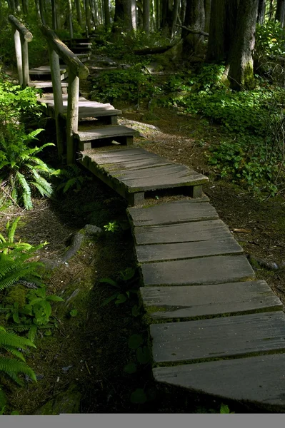 Camino de madera del bosque — Foto de Stock