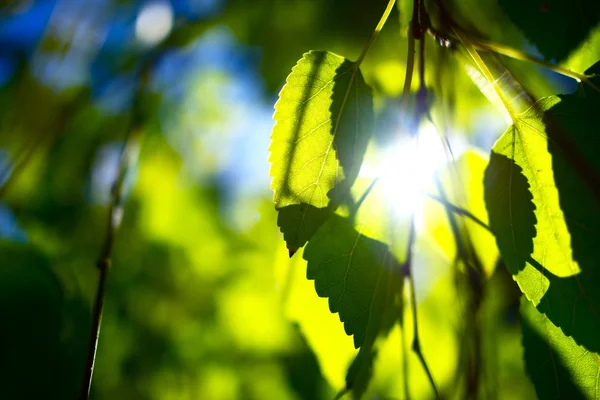 Sommar trädgrenar — Stockfoto