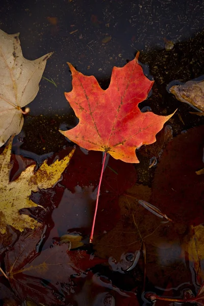 Maple Leaf in the Puddle — Stock Photo, Image