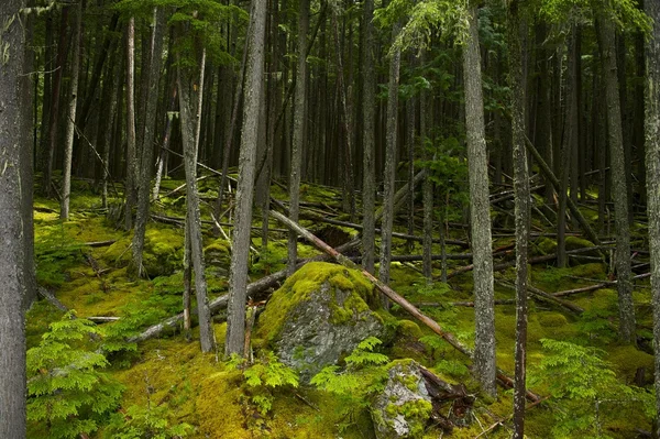 Montana mossiga skog — Stockfoto