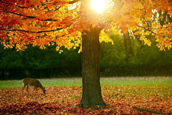 Temporada de otoño en el parque — Foto de Stock
