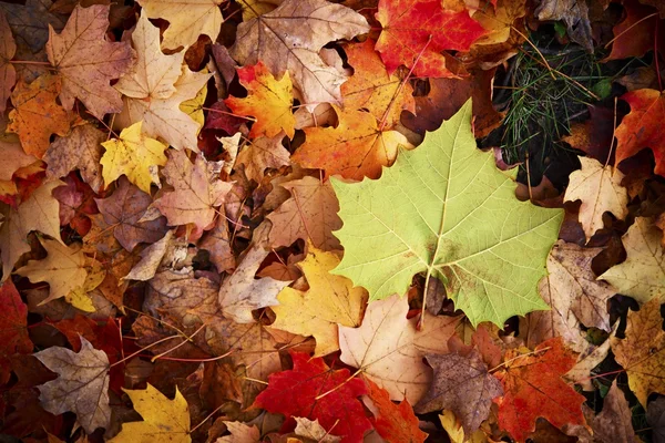 Green Leaf — Stock Photo, Image