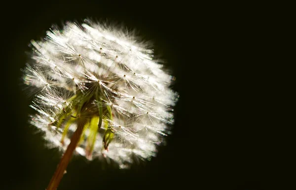 Diente de león sobre negro — Foto de Stock