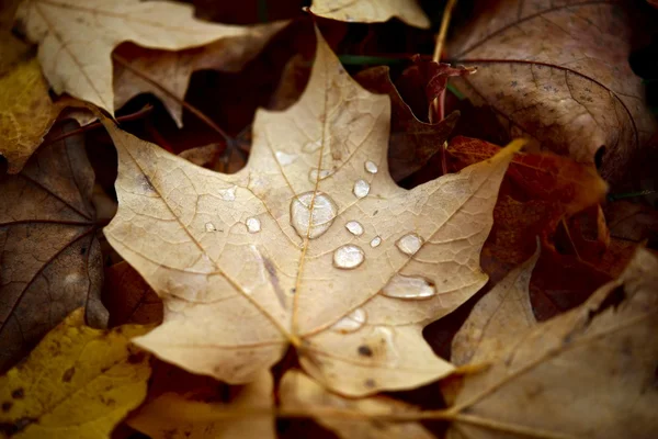 秋の兆し — ストック写真