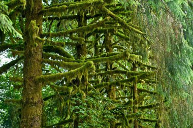 yosunlu rainforest ağaçlar