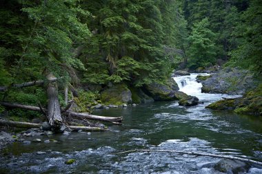 Rainforest hoh Nehri