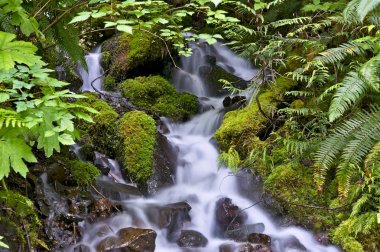 Rocky yosunlu creek