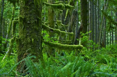 Pacific northwest yağmur ormanı