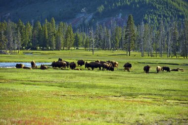 Búfalo americano en yellowstone