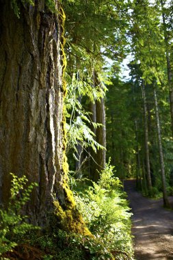 orman yolu - kırmızı sedir