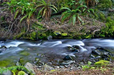 Ferns Creek