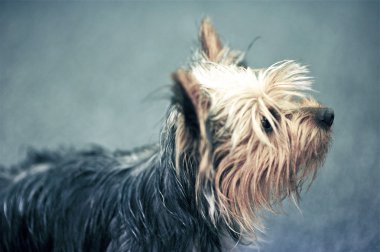 genç yavru terrier
