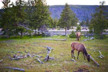 Yellowstone yaban hayatı