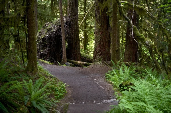 Forest Trail — Stock Photo, Image