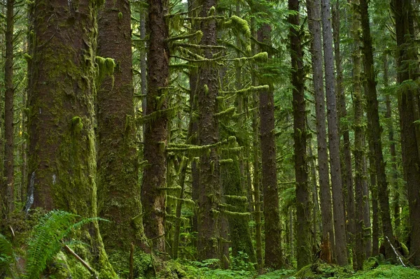 Washington Rainforest — Stock Photo, Image