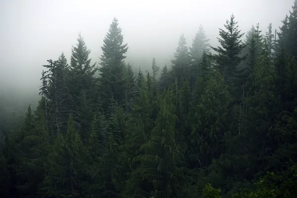 Foggy forest — Stockfoto