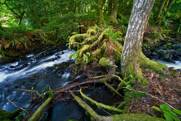 Tema delle foreste pluviali — Foto Stock