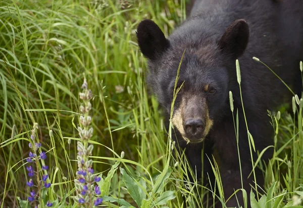 Urso preto canadense — Fotografia de Stock