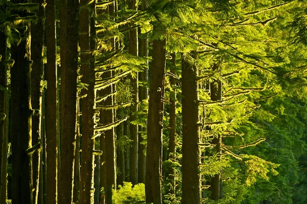 Zomer bos — Stockfoto