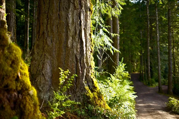 Strada forestale — Foto Stock