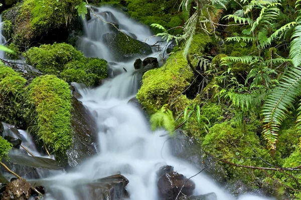 Mossiga regnskog creek — Stockfoto