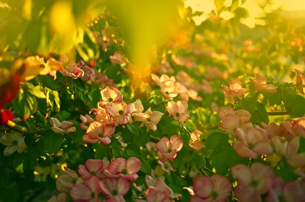 Blossom Tree — Stock Photo, Image