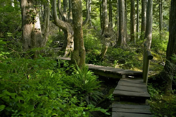 Camino del bosque — Foto de Stock