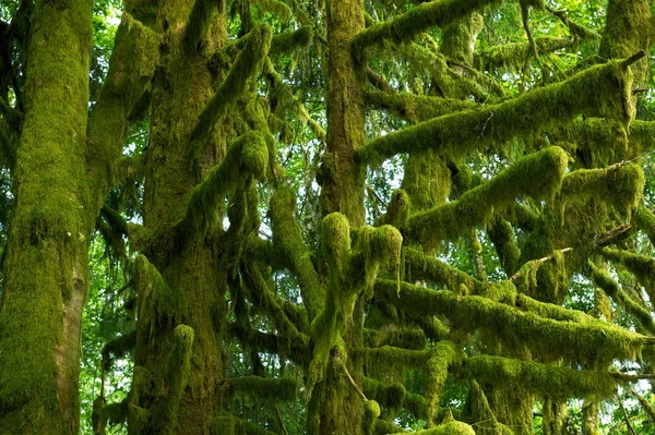 Mossy boomtakken — Stockfoto