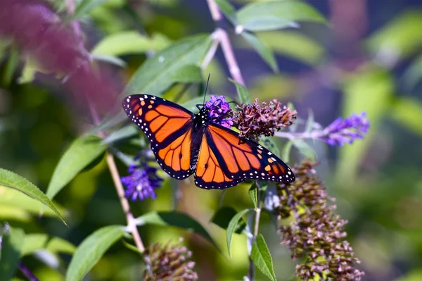Monarch Butterfly Closeup — Stock Photo, Image