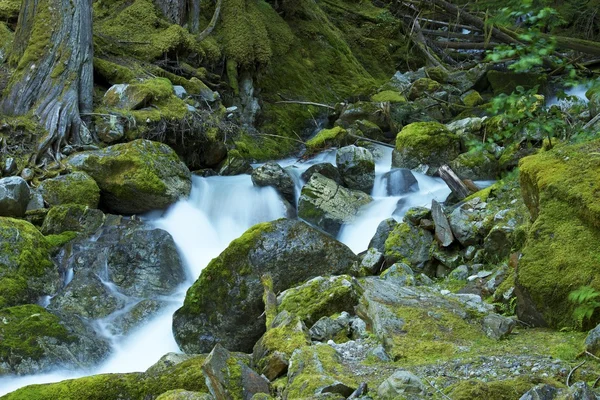 Fiume di montagna muschiato — Foto Stock