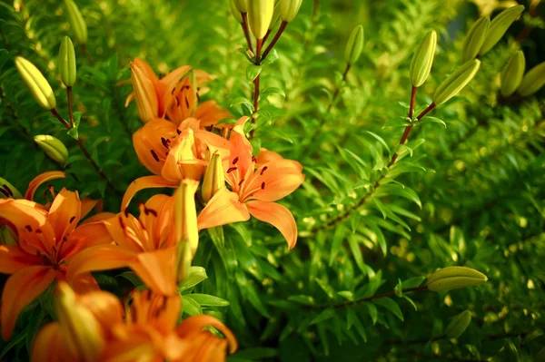 Laranja Lírios — Fotografia de Stock