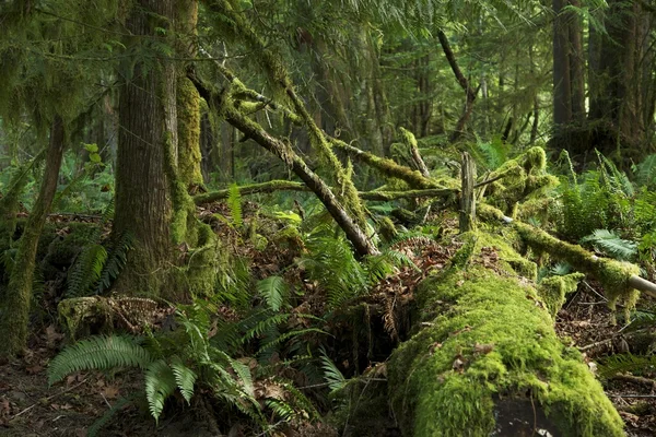 Mossiga regnskog — Stockfoto