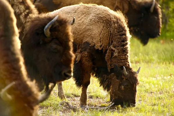 Yellowstone bisonte americano — Foto de Stock